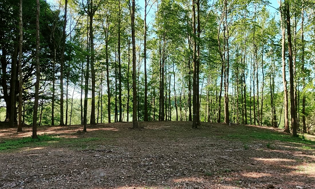 Skovlysning ved Esromgaard, hvor skovbegravelser finder sted